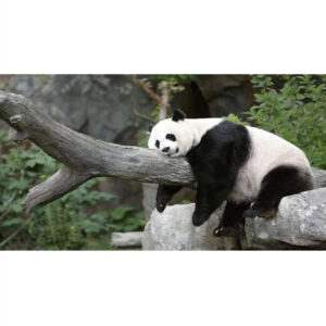 Slika zidna motiv panda-0