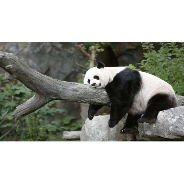 Slika zidna motiv panda-0