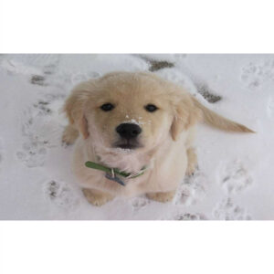 Slika zidna motiv Puppy-0
