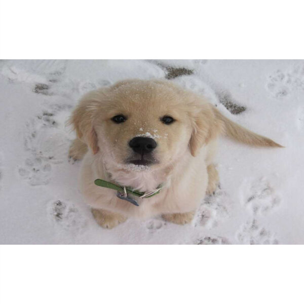 Slika zidna motiv Puppy-0